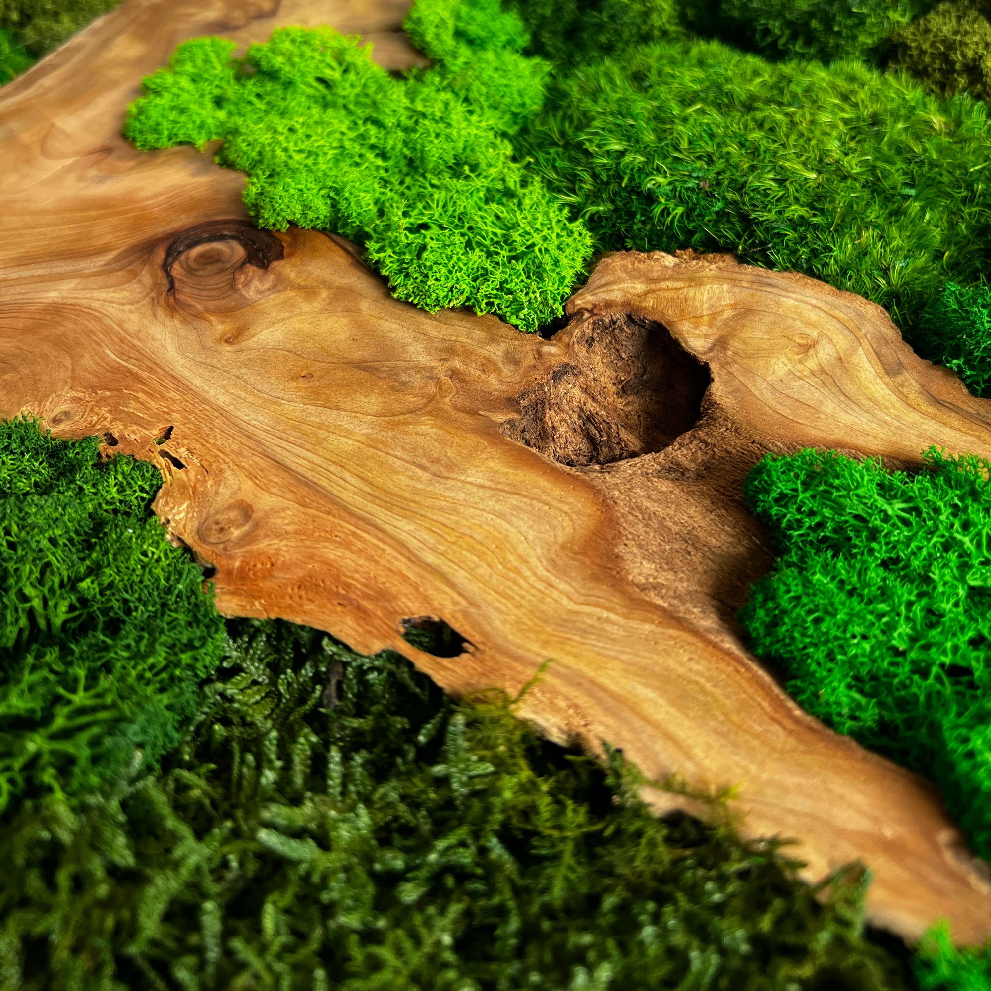 Moosbild Wandkunst; Islandmoos, Rentiermoos, Kugelmoos, Chinesische Spießtanne Wurzel Holz