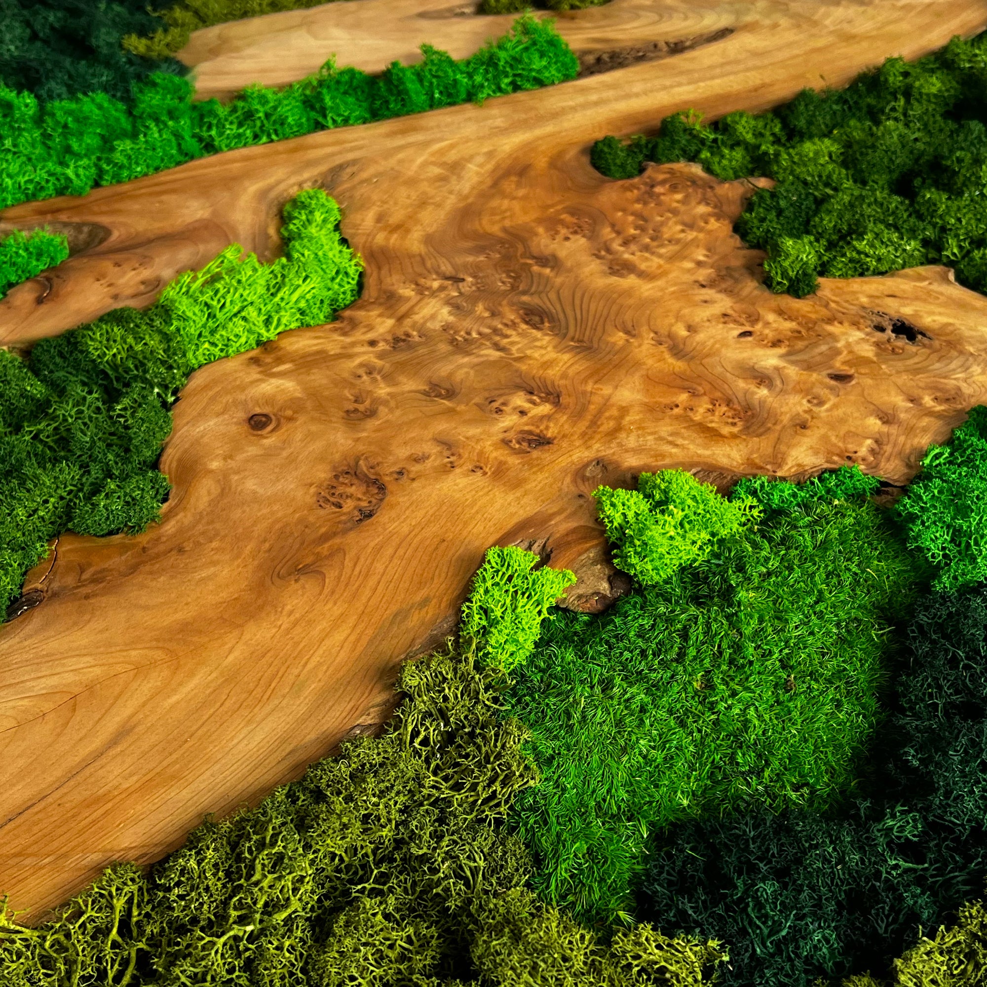 Moosbild Wandkunst; Islandmoos, Rentiermoos, Kugelmoos, Chinesische Spießtanne Wurzel Holz